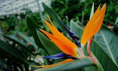 绿植天堂鸟怎么养才能更旺盛