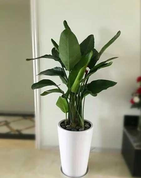 绿植天堂鸟怎么养才能更旺盛