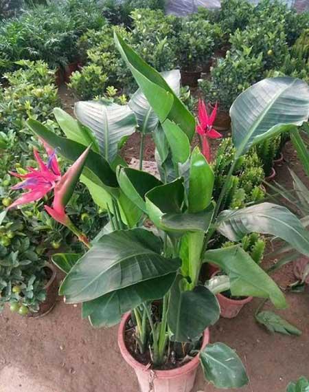 绿植天堂鸟怎么养才能更旺盛