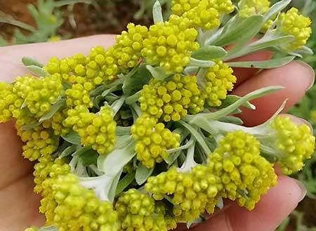 属鼠养什么花
