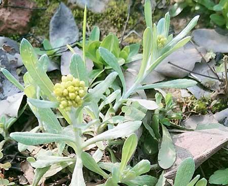 属鼠养什么花