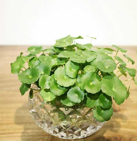 绿植水培怎么养