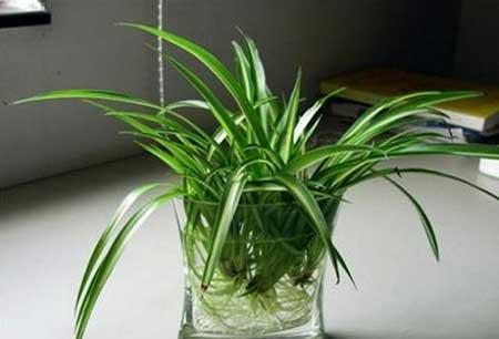 绿植水培怎么养