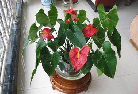 绿植水培怎么养