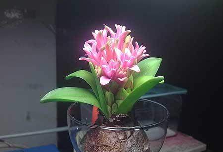 绿植水培怎么养