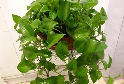 绿植绿萝养殖方法