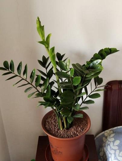 绿植金钱树怎么养