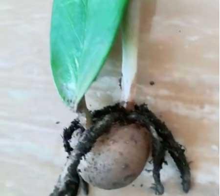 绿植金钱树怎么养