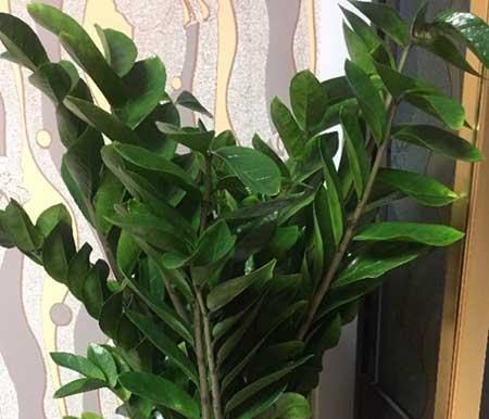 绿植金钱树怎么养