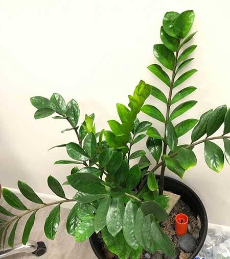 绿植金钱树怎么养