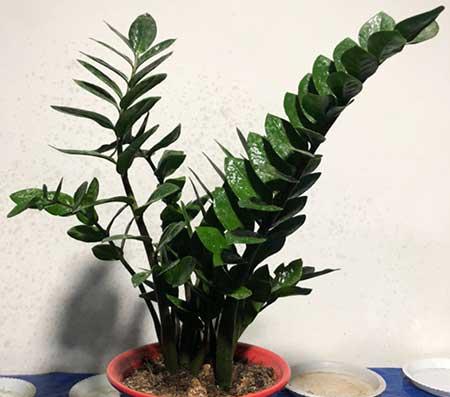 绿植金钱树怎么养