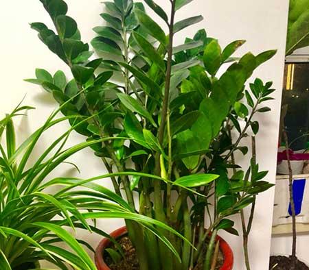 绿植金钱树怎么养
