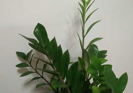绿植金钱树怎么养