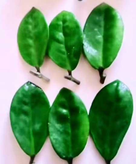 绿植金钱树怎么养