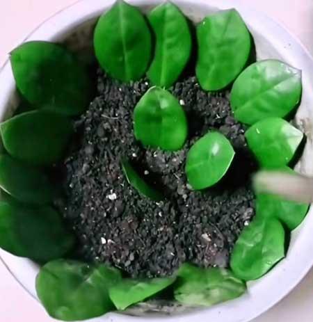 绿植金钱树怎么养