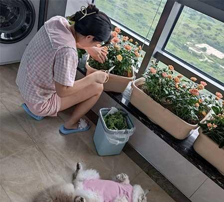 绿植花怎么养