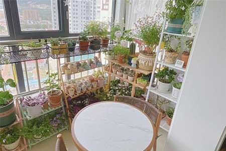 绿植花怎么养