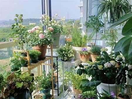 绿植花怎么养