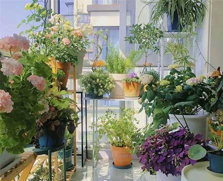 绿植花怎么养