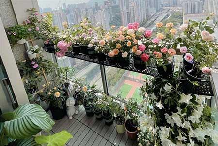 绿植花怎么养