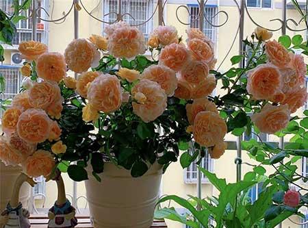 绿植花怎么养