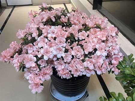 绿植花怎么养