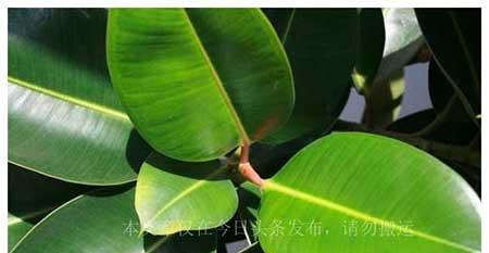 老妈养的花