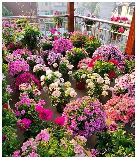 老妈养的花