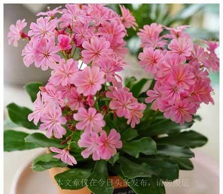 老妈养的花