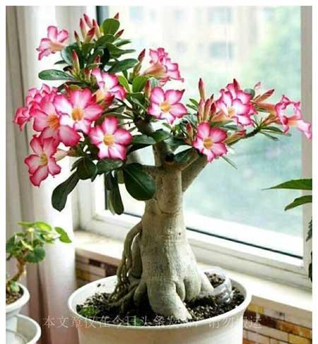 老妈养的花