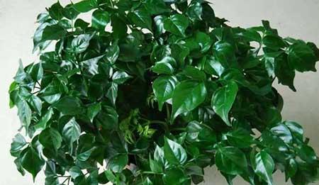 空气花卉要怎么养