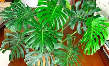 空气花卉要怎么养