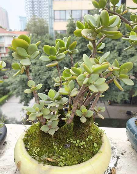 客厅里面适合养什么绿植