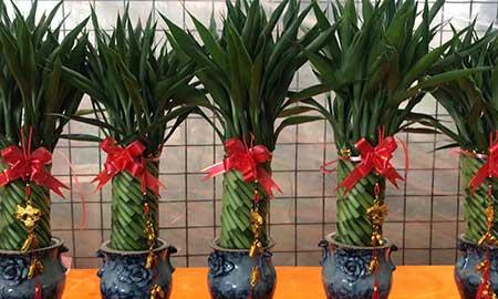 可以水里养的绿植都有什么