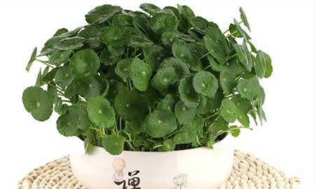 可以水里养的绿植都有什么