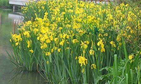 可以水里养的绿植都有什么