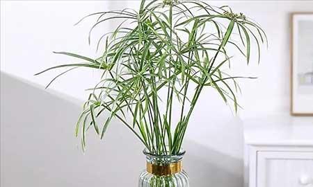 可以水里养的绿植都有什么