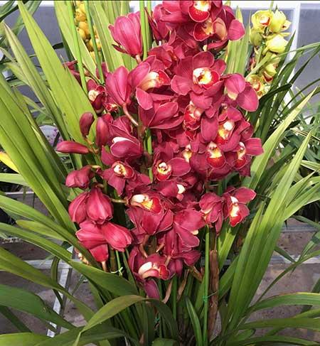 可室内养的花