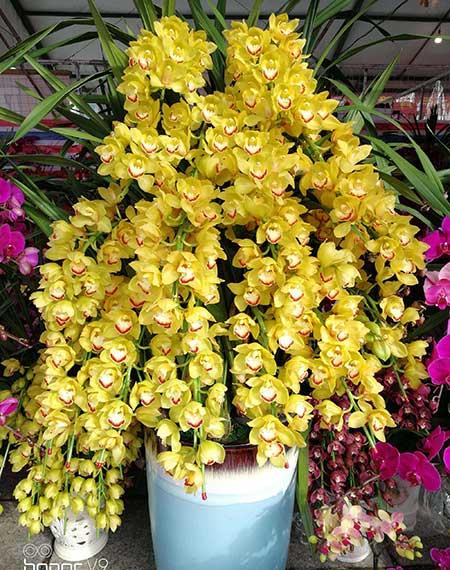可室内养的花