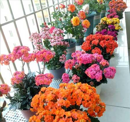 可室内养的花