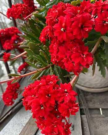可室内养的花