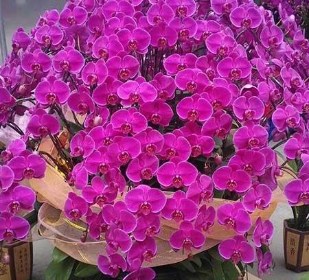 可室内养的花