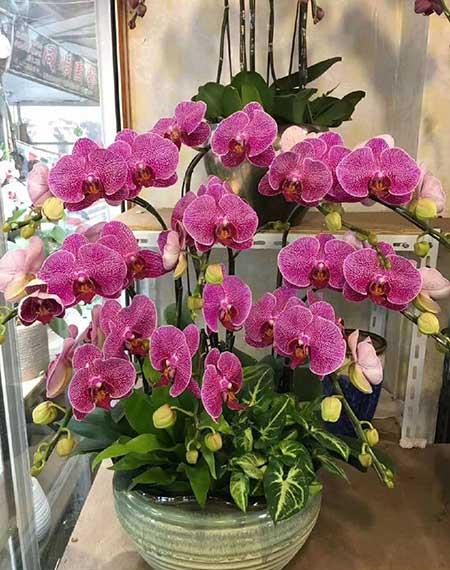 可室内养的花