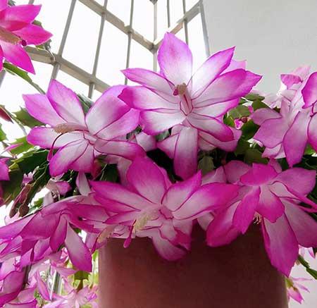 可室内养的花