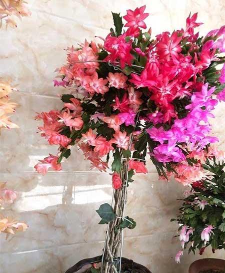 可室内养的花