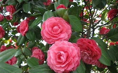 可室内养的花