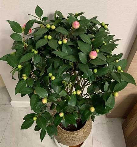 可室内养的花