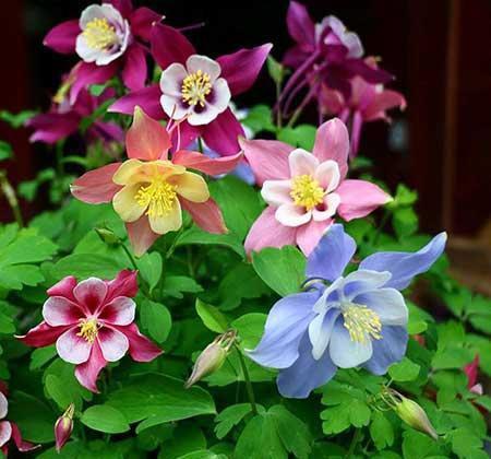 可室内养的花
