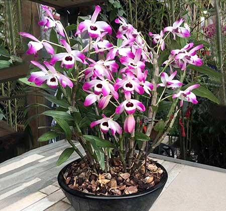 可室内养的花