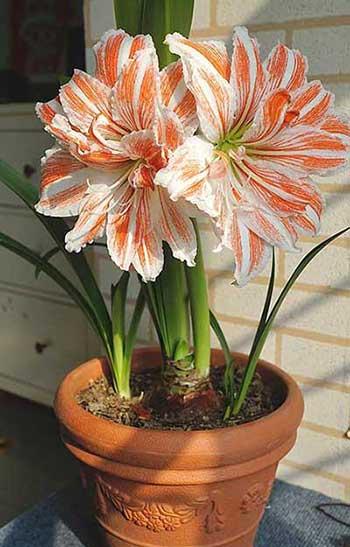 可室内养的花